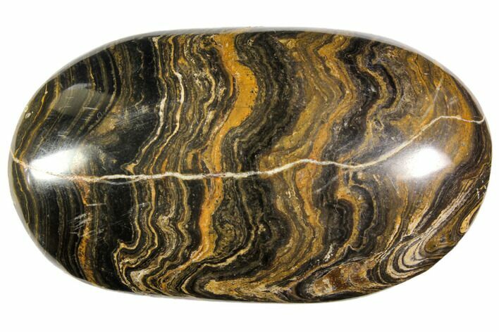 Polished Stromatolite (Greysonia) Pebble - Bolivia #113521